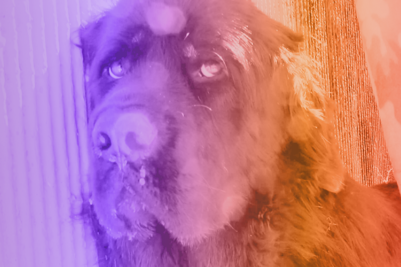 Prompt.io Texting to the Rescue How Hope For Paws Used Texting